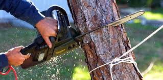 Best Tree Removal  in Mosinee, WI