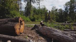 Best Emergency Tree Removal  in Mosinee, WI