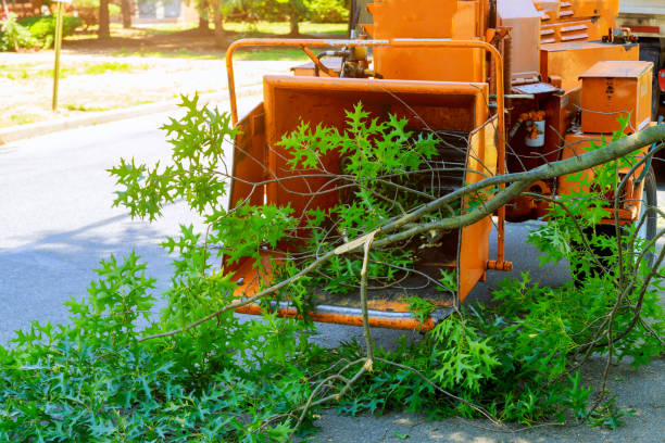 Best Tree Risk Assessment  in Mosinee, WI