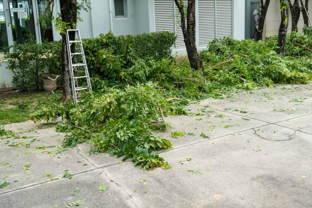 How Our Tree Care Process Works  in  Mosinee, WI