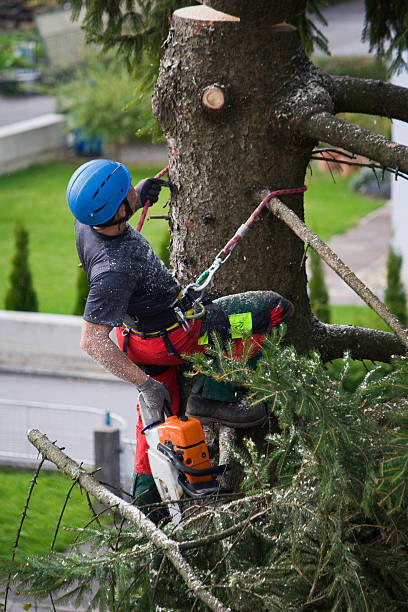 Best Seasonal Cleanup (Spring/Fall)  in Mosinee, WI