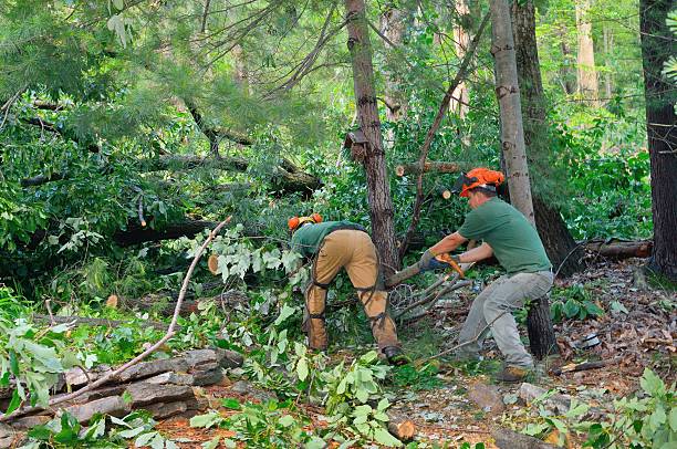 Best Tree and Shrub Care  in Mosinee, WI